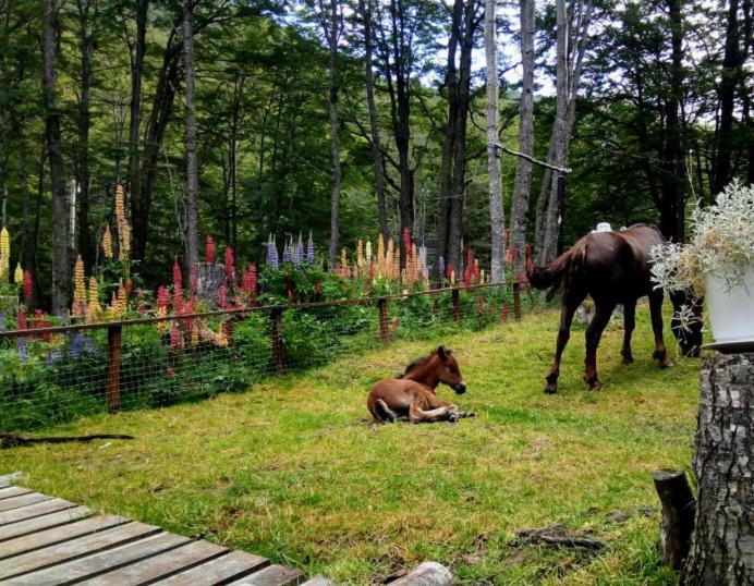 Bosque Holistico Del Fin Del Mundo Hotell Ushuaia Exteriör bild